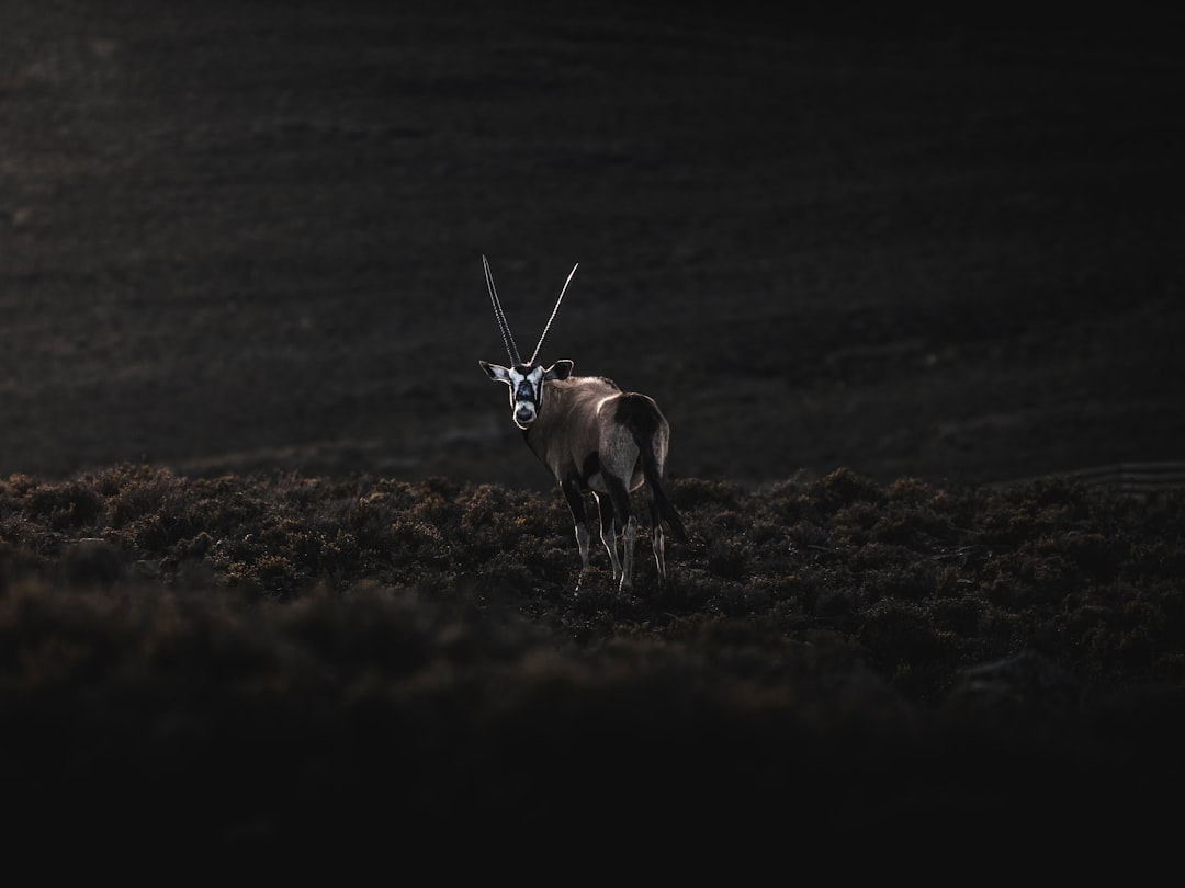 Delicious Antelope Recipes: A Wild Game Culinary Adventure